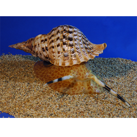 Charonia tritonis, Tritonhorn